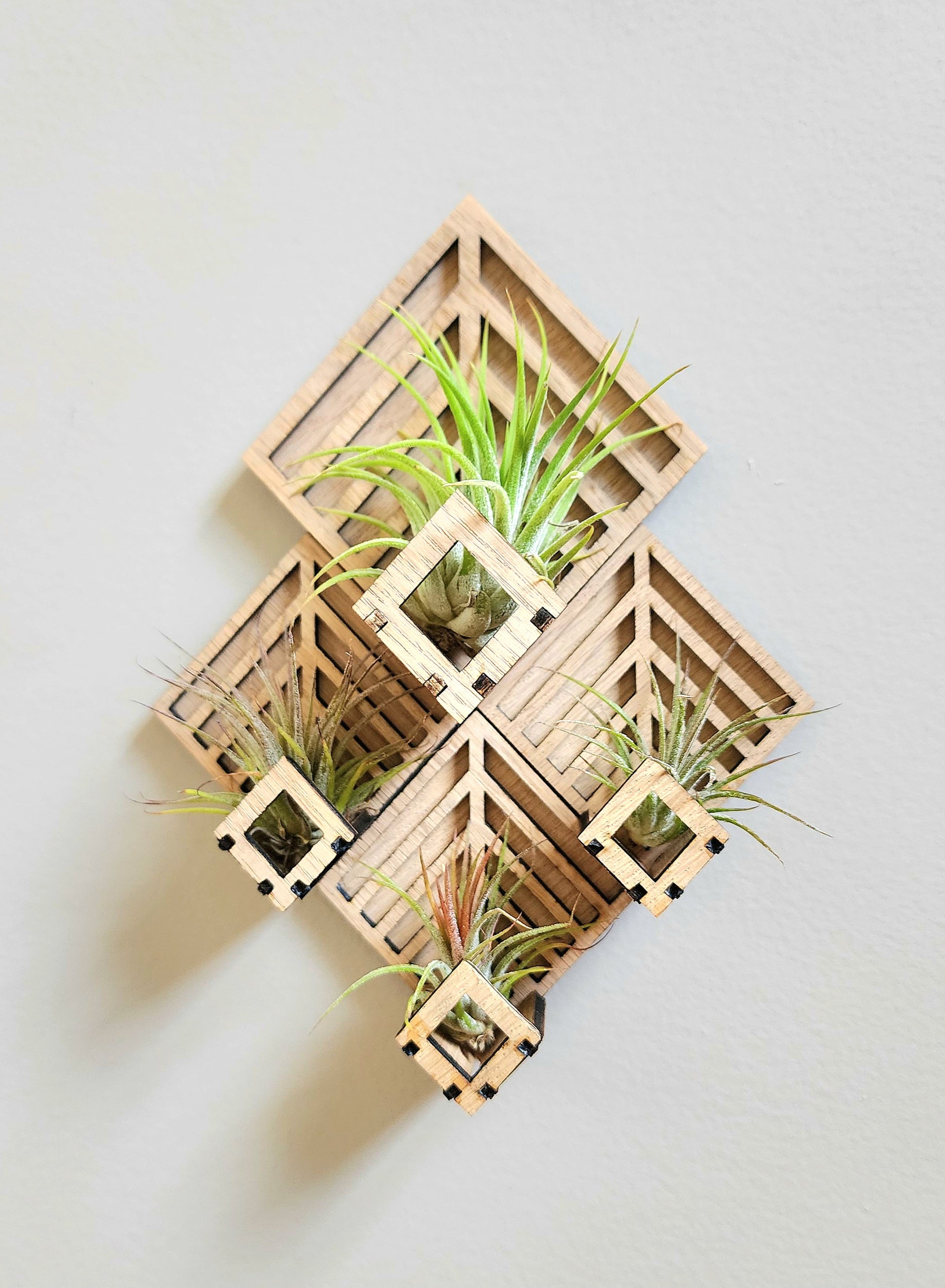 Air Plant Wall Holder | Diamond Air Plant Holder | Lumen Alchemy